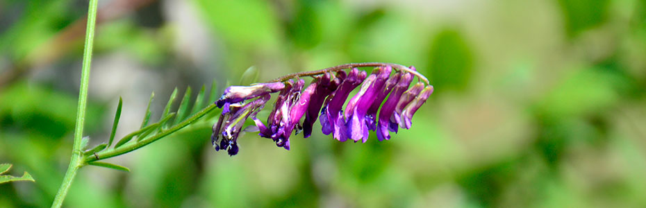 grahorica poljski cvet
