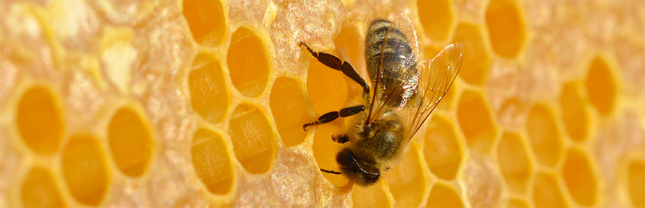 Pčele i med