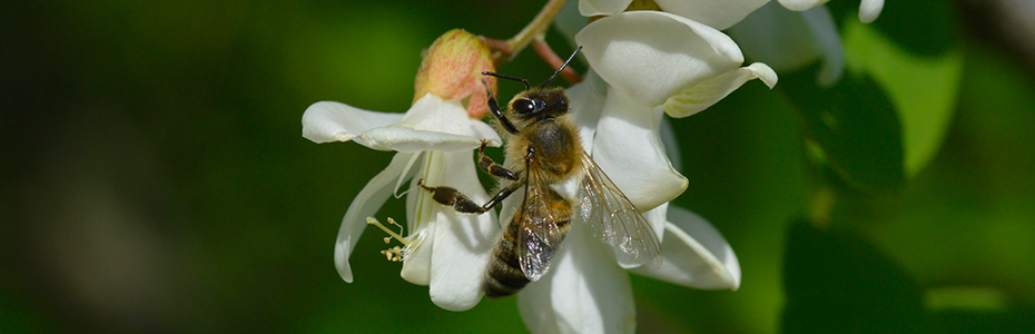 Pčela na cvetu bagrema 