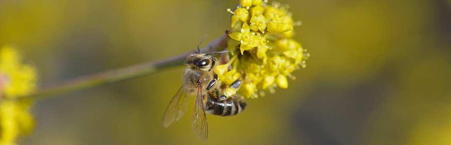 Pčela na livadskom cvetu 