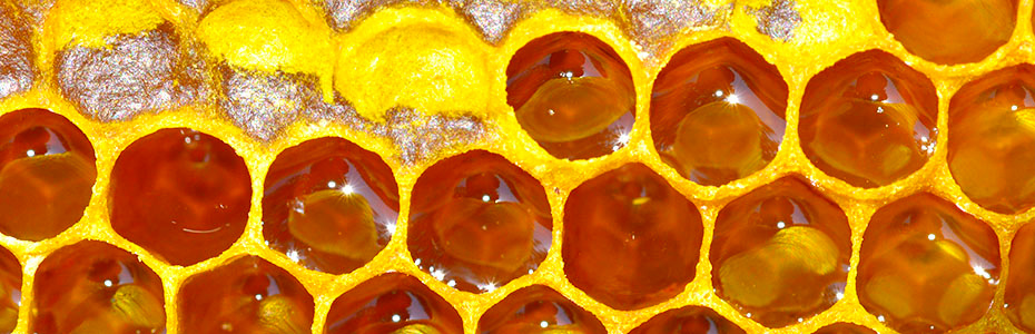 Bagremov med u saću