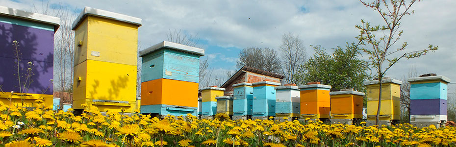Pčela na cvetu bagrema