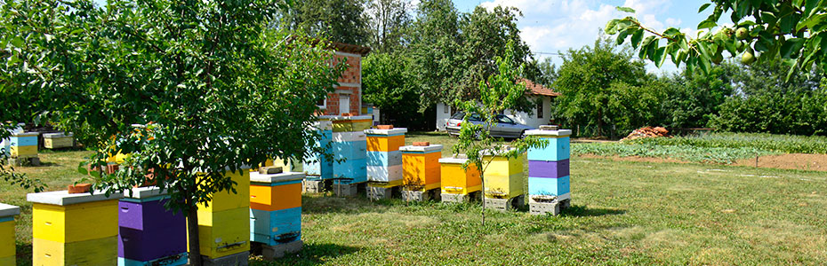 Naše pčele