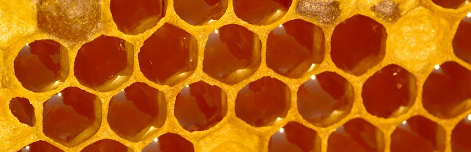 Med u saću - krupna slika kućice saća