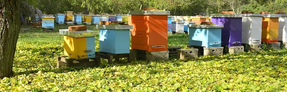 Jesen na pčelinjaku