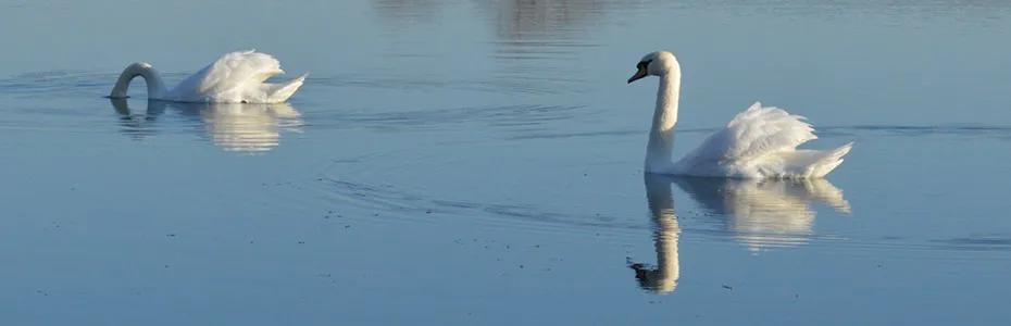 Labudovi na Markovackom jezeru