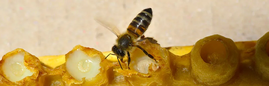 Pčela radilica i matični mleč