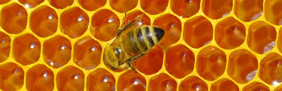 Bagremov med u saću