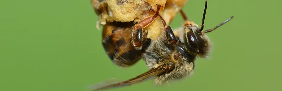 Mlada matica - buduća majka svih pčela