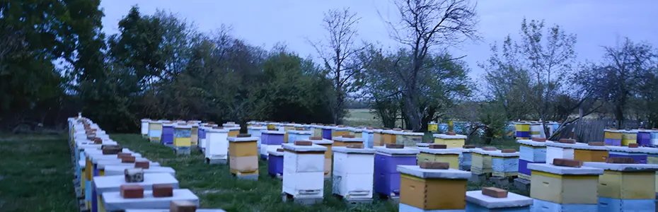 Novembarski tmuran dan