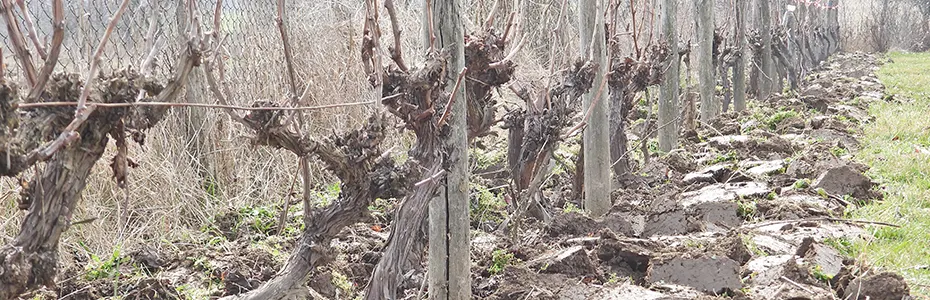 Prekopan vinograd