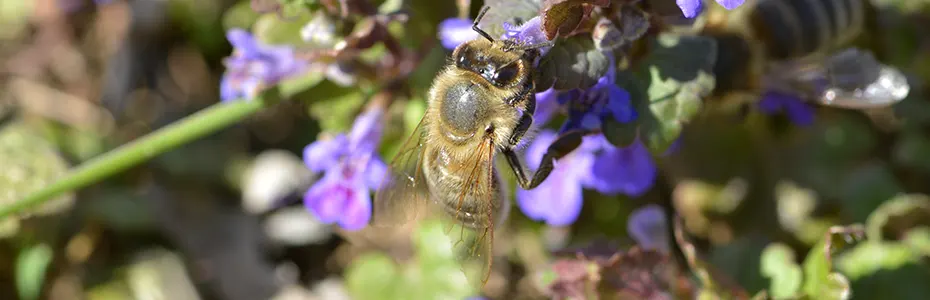 Pčela na dobričici 