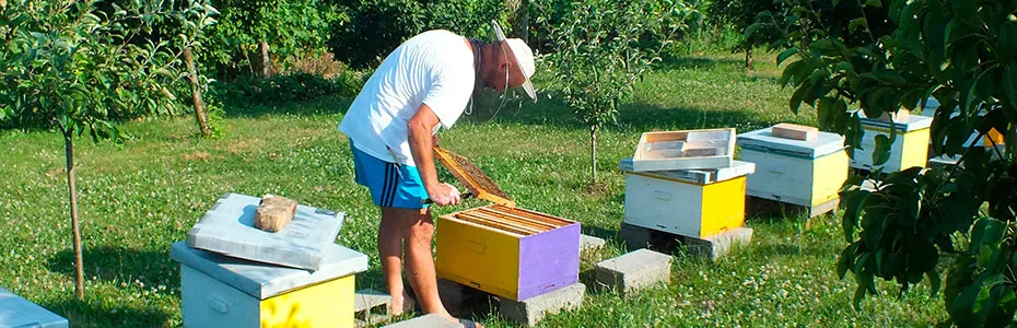 Pčelar vrši pregled košnice