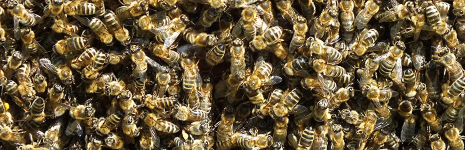 Mnogo pčela na ramu posle rojenja