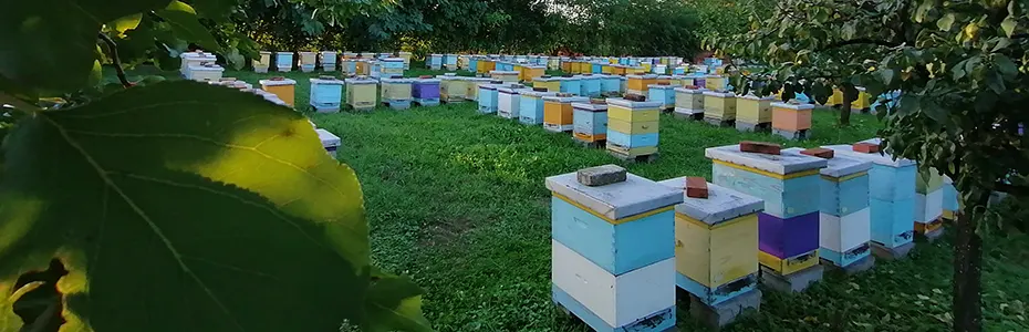 Septembar na pčelinjaku