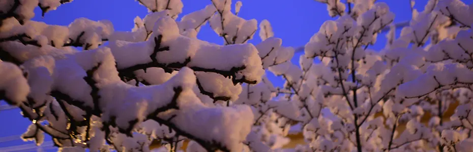 Drvo zatrpano sa snegom