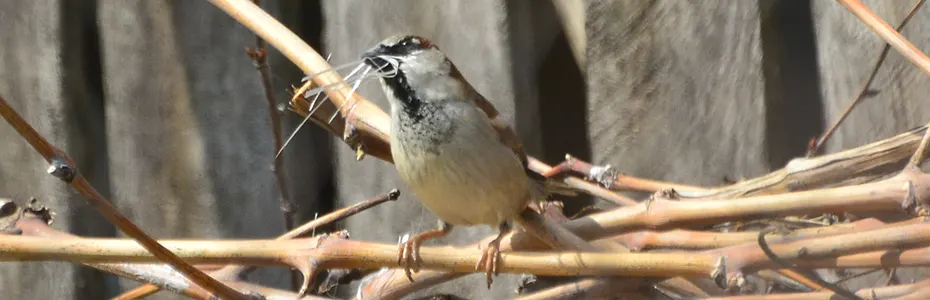 Vrabac skuplja slamke za gnezdo