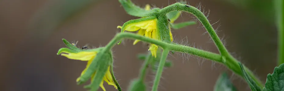 Cvetovi paradajza
