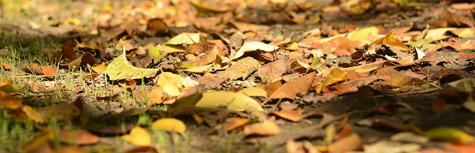 Jesen u toplim bojama