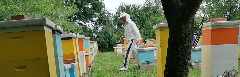 jun nema odmora za pčelara 