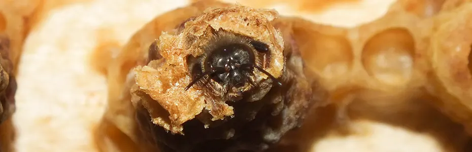 mlada matica sprema se za izlazak