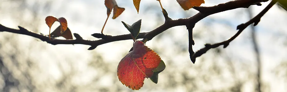 oktobar sve boje jeseni