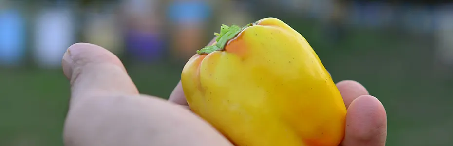 paprika