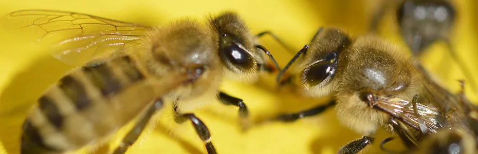 komunikacija pčela