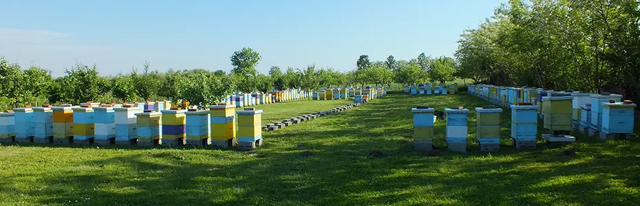 Pčelinjak u proleće