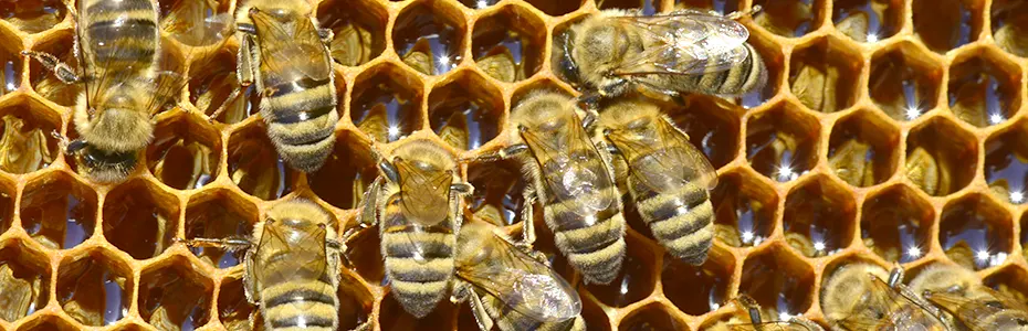 Pčele radilice prave med