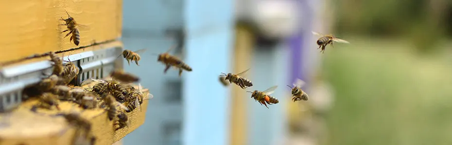 Pčele u septembru