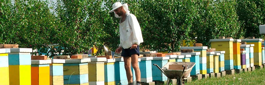 Radovi na pčelinjaku 