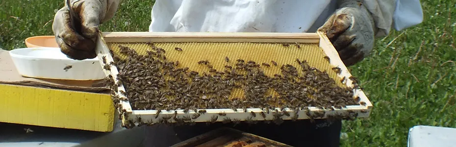 neizgradjen ram sa pčelama