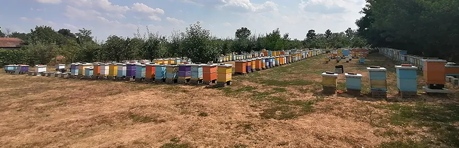 Jaka suša na pčelinjaku 2022 god
