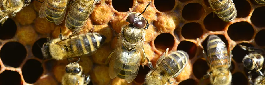 Trut i pčele radilice