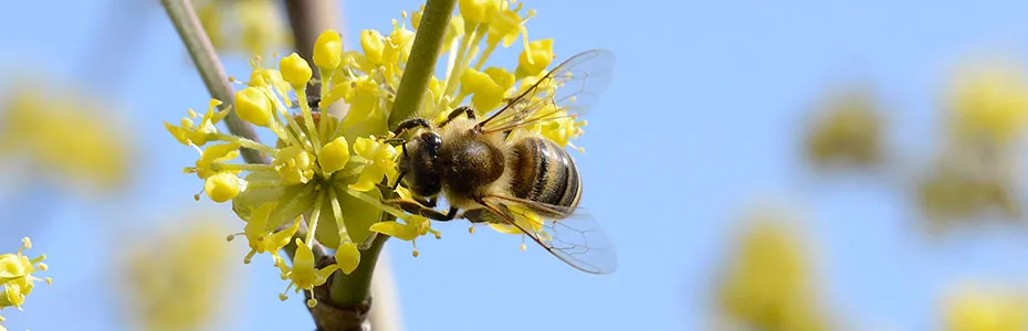 Pčela na cvetu drena