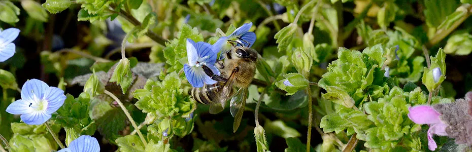 Pčela na livadskom cveću