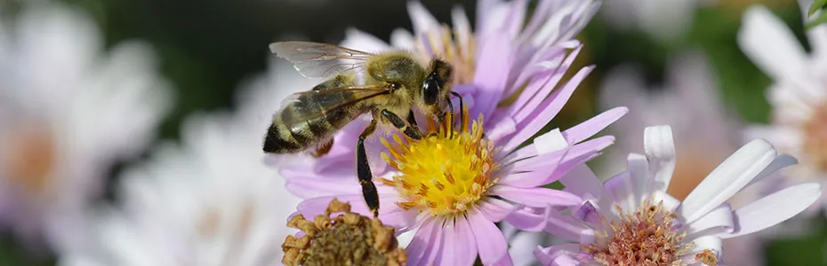 Pčela na cvetu astera