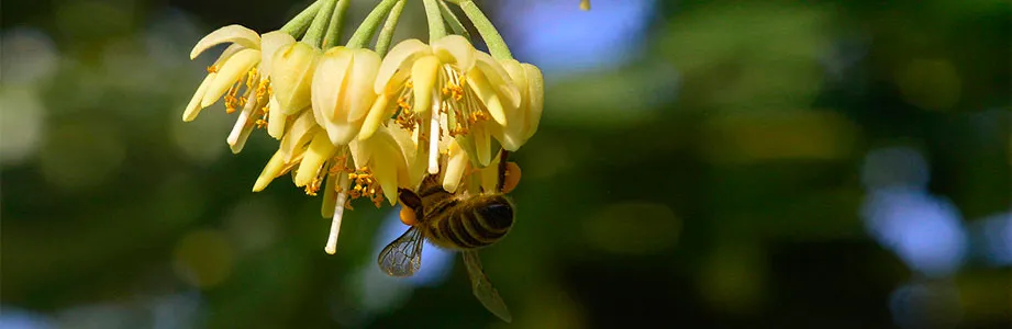 Pčela na cvetu lipe
