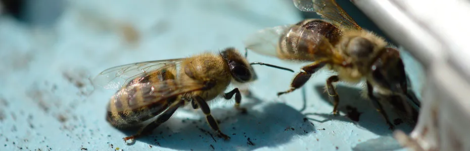 Pčele na letu ispred kosnice