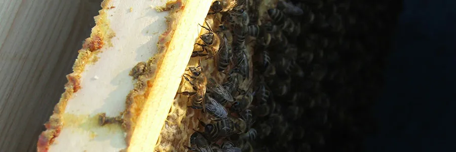Pčele na ramu u košnici
