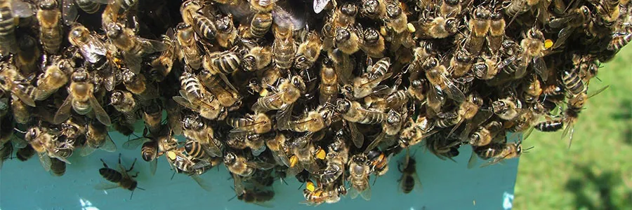 Pčele brada na telu košnice