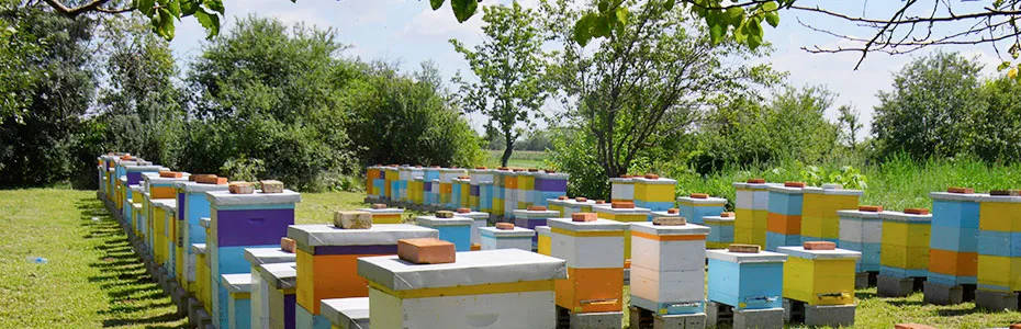 Nas dopunski pčelinjak - Pčelinjaci Stanković Mladenovac