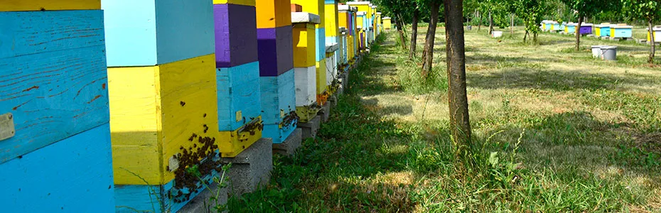 Naše pčele - Pčelinjaci Stanković Mladenovac
