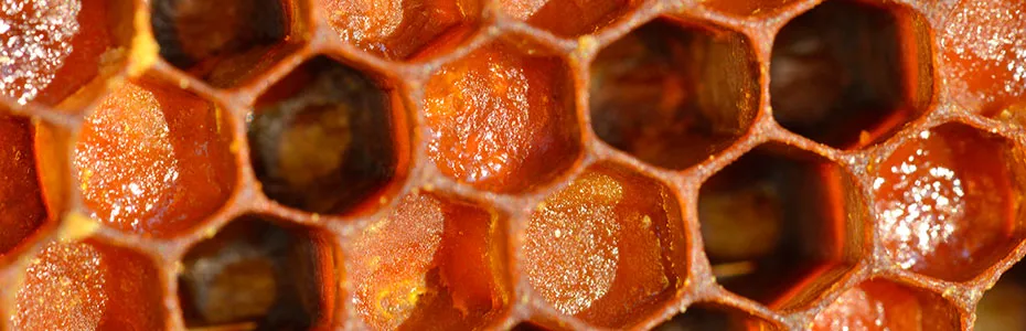 Perga pčelinji hleb - Riznica čiste prirode veoma kvalitetna hrana za vas