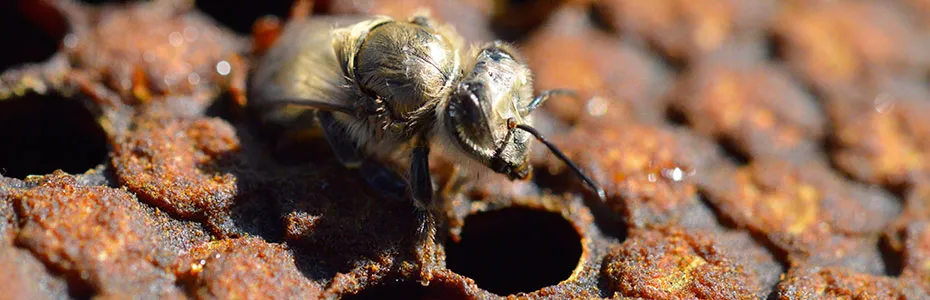 Radjanje mlade pcele - izleganje mlade pčele radilice