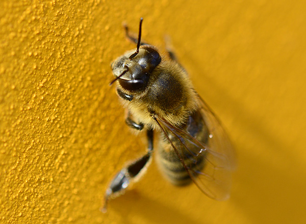 Avicena