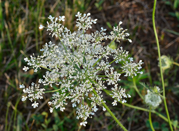 Aster, zvezdan