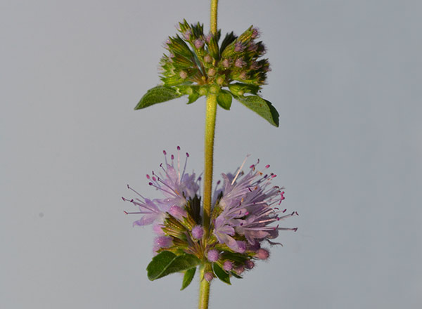 Aster, zvezdan