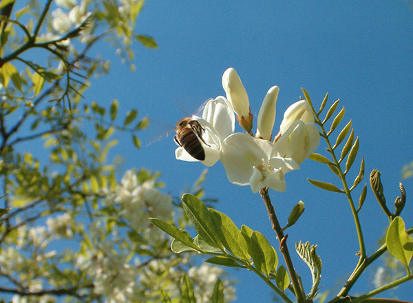 Pčela na bagremovom cvetu